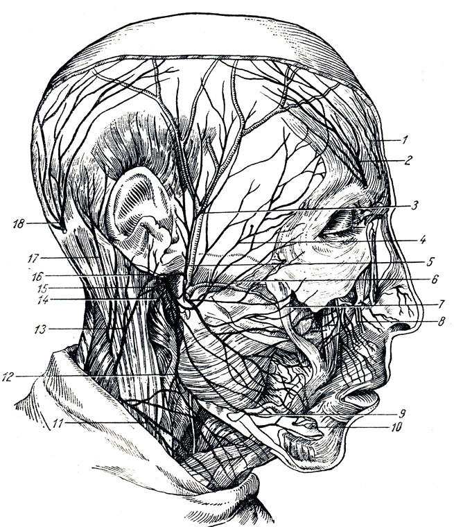 Иннервация кожи головы анатомия. R frontalis n Facialis. Иннервация черепа анатомия. N supraorbitalis.