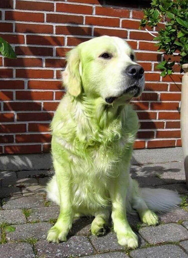 After playing in freshly cut grass.