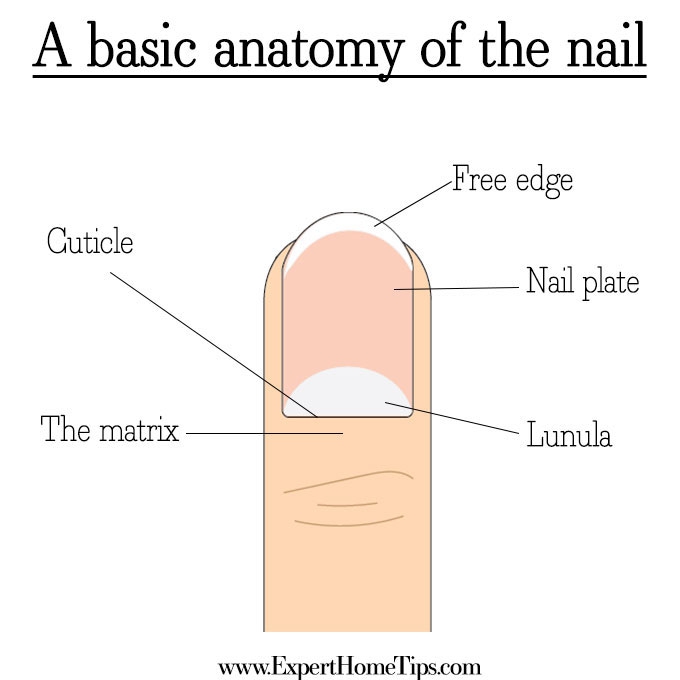 Nail Anatomy diagram