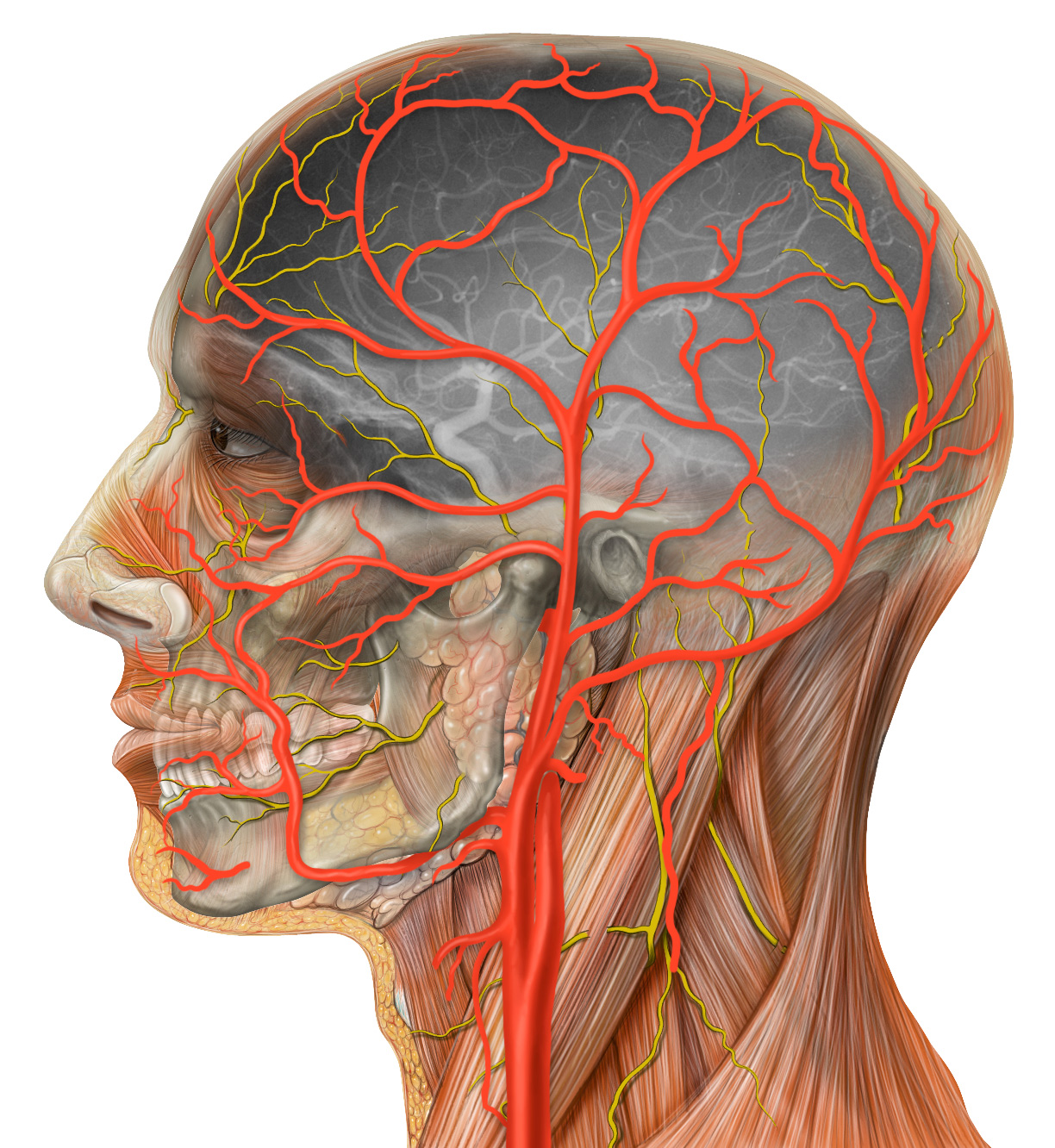 Голова головной мозг шея. Височная артерия анатомия. Сонная артерия анатомия. Затылочная артерия анатомия. Поверхностная височная Вена.